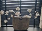 Ovale bloempot - Still, Huis en Inrichting, Woonaccessoires | Vazen, Ophalen, Overige kleuren, Steen