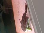 Mooie grote pleco ongeveer 40cm groot, Dieren en Toebehoren, Vissen | Aquariumvissen, Vis