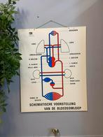 Schoolkaart medische leskaart educatief bloedsomloop CWI, Ophalen, Natuur en Biologie