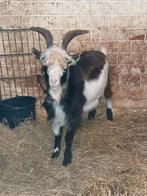 Nederlandse landgeit bok, Dieren en Toebehoren, Schapen, Geiten en Varkens, Mannelijk, Geit