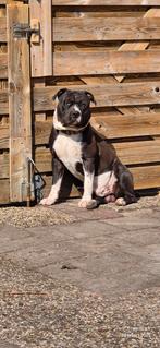 Bandit* Amerikaanse stafford x Amerikaanse bully XL, Dieren en Toebehoren, Honden | Bulldogs, Pinschers en Molossers, Rabiës (hondsdolheid)