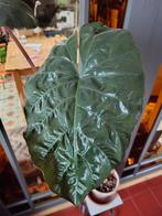 Alocasia Black Velvet - Prachtige kamerplant, Ophalen