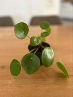 3x pannenkoekenplant, Huis en Inrichting, Kamerplanten, Ophalen, Halfschaduw, Minder dan 100 cm