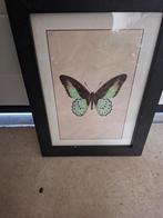 Wanddecoratie - Vlinder Print - 35x26cm, Ophalen of Verzenden
