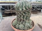 Cactus Euphorbia Horrida var Major van origem Zuid Afrika, Minder dan 100 cm, Bloeiende kamerplant, Halfschaduw, Ophalen of Verzenden
