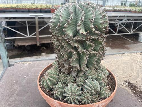 Cactus Euphorbia Horrida var Major van origem Zuid Afrika, Huis en Inrichting, Kamerplanten, Cactus, Minder dan 100 cm, Bloeiende kamerplant