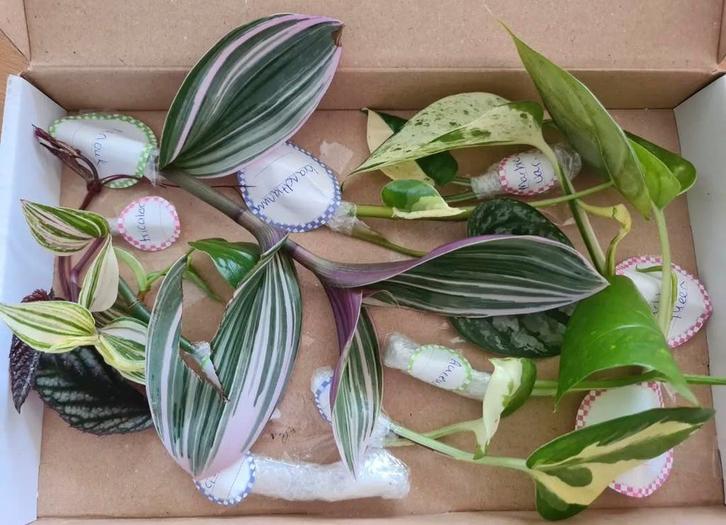 Stekjesbox, Huis en Inrichting, Kamerplanten, Minder dan 100 cm, Halfschaduw, Ophalen