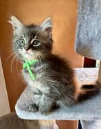 Prachtige Maine Coon kittens zoeken nieuw thuis, Dieren en Toebehoren, Katten en Kittens | Raskatten | Langhaar, Meerdere dieren