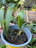 Trachycarpus fortunei palm – 2 jaar oud, 4/5 bladeren, Ophalen of Verzenden, Overige soorten, Volle zon