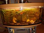 Juwel Aquarium 120 cm, Ophalen, Inclusief vissen, Juwel, Gevuld zoetwateraquarium