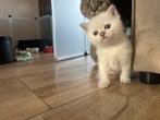 Raszuivere britse korthaar kater en poes, Dieren en Toebehoren, Meerdere dieren, Gechipt, 0 tot 2 jaar