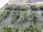 Te koop Hedera Hibirnica bodembedekker, Ophalen, Bodembedekkers, Halfschaduw