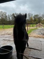 Verzorgpony aangeboden, Dieren en Toebehoren, Ophalen of Verzenden, Nieuw