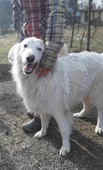 KANJER VAN EEN REU COCOS PRACHTIG VAN BINNEN EN BUITEN beschikbaar voor biedingen