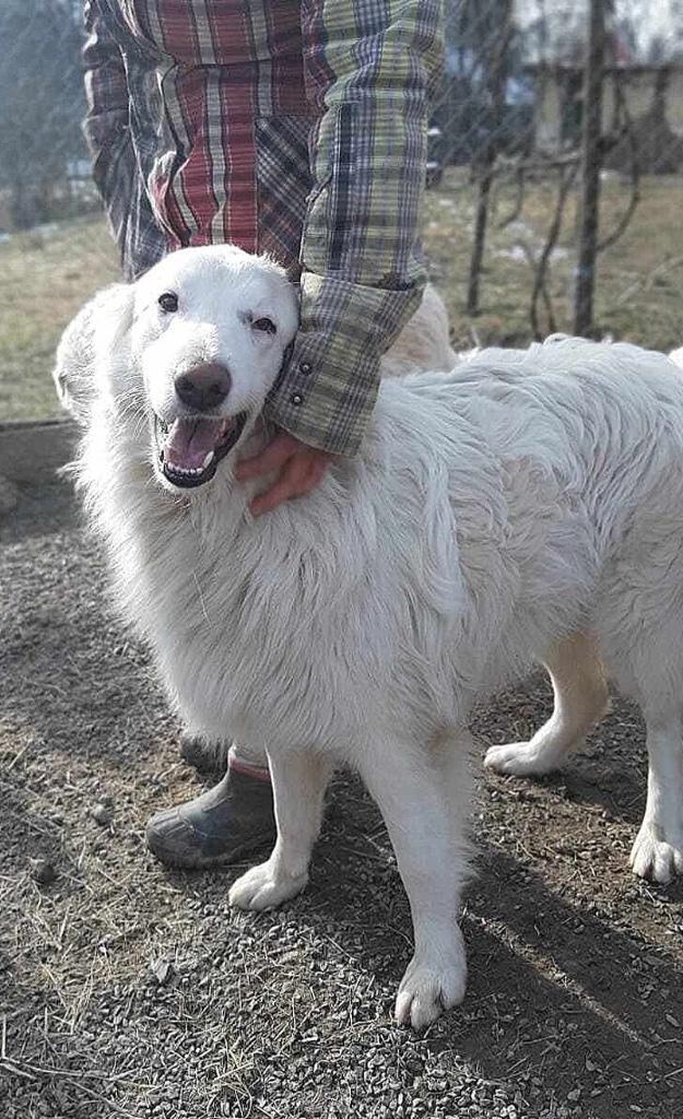KANJER VAN EEN REU COCOS PRACHTIG VAN BINNEN EN BUITEN, Dieren en Toebehoren, Honden | Niet-rashonden, Middel, Reu, Particulier