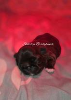 Choco Shih tzu reutje met Stamboom, Dieren en Toebehoren, CDV (hondenziekte), 8 tot 15 weken, Eén hond, Nederland