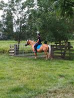 Mooie lieve palomino merrie te koop, Dieren en Toebehoren, Pony's, Merrie, Gechipt, Zadelmak, 11 jaar of ouder