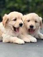 Golden Retriever teefjes–sociaal, zachtaardig, aanhankelijk, Dieren en Toebehoren, Honden | Retrievers, Spaniëls en Waterhonden