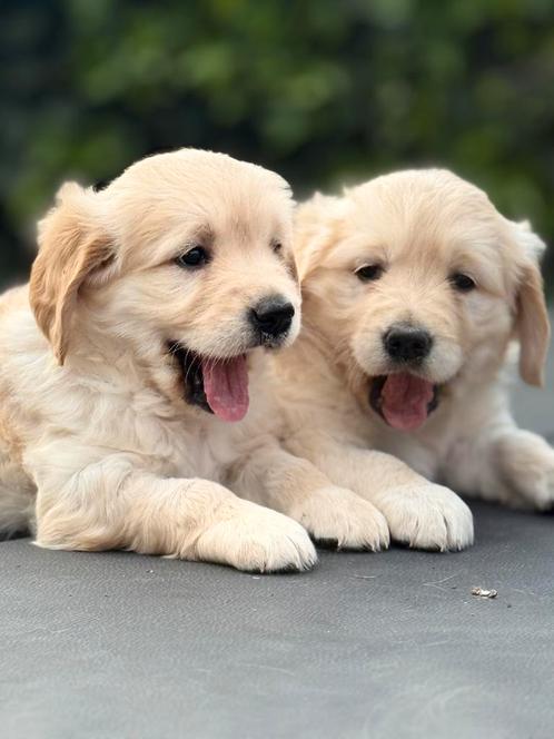 Golden Retriever teefjes–sociaal, zachtaardig, aanhankelijk, Dieren en Toebehoren, Honden | Retrievers, Spaniëls en Waterhonden