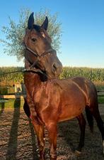 Zeer gave, mega brave zwarte hengst, Niet van toepassing, Dressuurpaard, 0 tot 2 jaar, Hengst