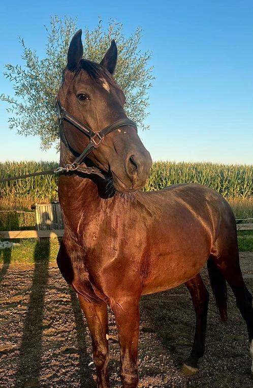 Zeer gave, mega brave zwarte hengst, Dieren en Toebehoren, Paarden, Hengst, Niet van toepassing, 160 tot 165 cm, 0 tot 2 jaar