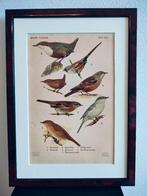 Litho Floericke Baardman Winterkoning Tuinfluiter 1922, Antiek en Kunst, Ophalen of Verzenden