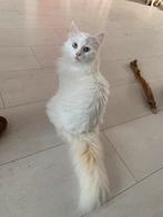 Kittens van Turkse Angora, Dieren en Toebehoren, Katten en Kittens | Raskatten | Langhaar, 0 tot 2 jaar