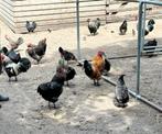 Gratis hanen, Dieren en Toebehoren, Mannelijk, Kip