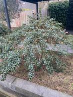 2x Amerikaanse sering boompje op stam 1 meter hoog, Ophalen, Volle zon, Overige soorten, 100 tot 250 cm