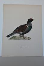 AUERHOEN TETRAO URIGALLUS ORIGINELE VOGEL LITHO 1929 VD7, Ophalen of Verzenden