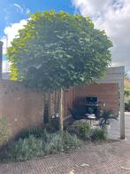 Bolcatalpa boom evt 4 stuks gratis, Bloeit niet, Ophalen of Verzenden, 100 tot 250 cm, Volle zon