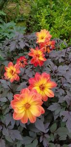 Zaden Dahlia Dreamy Sunset., Ophalen of Verzenden, Voorjaar, Volle zon, Zaad