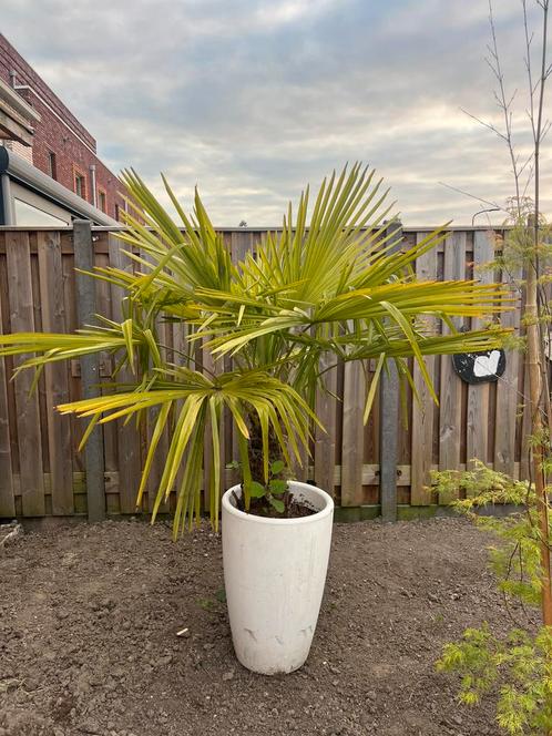 Chinese waaierpalm Trachycarpus fortunei 1.80m hoog in pot, Tuin en Terras, Planten | Tuinplanten, Overige soorten, Volle zon