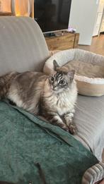 Maicoon Ragdoll mix, Dieren en Toebehoren, Katten en Kittens | Raskatten | Langhaar, Poes, Gechipt, 6 jaar of ouder