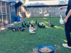 Muskuseenden/Kaapse eenden, Meerdere dieren, Tropenvogel