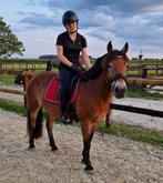 Verzorger/Bijrijder aangeboden, Bijrijd paard gezocht, Dieren en Toebehoren, Ophalen of Verzenden, Zo goed als nieuw