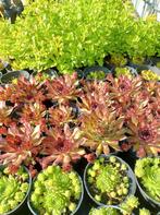 Sempervivum, rotsplanten/vetplanten., Tuin en Terras, Overige soorten, Volle zon, Vaste plant, Ophalen of Verzenden