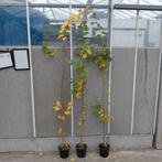 Parrotia persica 'Vannessa' | Perzisch ijzerhout, Bloeit niet, Overige soorten, 100 tot 250 cm, Ophalen