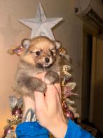 Pomeriaan, Dieren en Toebehoren, Honden | Poolhonden, Keeshonden en Oertypen, Keeshond, 8 tot 15 weken, Teef, Eén hond