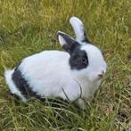 Super schattig lief dwergkonijn ventje van 11 weken jong!, Dieren en Toebehoren, Konijnen, Mannelijk, Dwerg, 0 tot 2 jaar