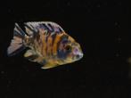 Aulonocara OB Multicolor – Malawi-cichlide, Vis, Zoetwatervis