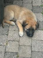 X herder pups mogen weg per 10-07-2025. WERKLIJN!, Dieren en Toebehoren, Honden | Herdershonden en Veedrijvers, CDV (hondenziekte)