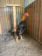 Forse Shamo, Dieren en Toebehoren, Pluimvee, Mannelijk, Kip