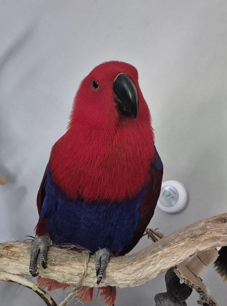 Lieve tamme edelpop, Dieren en Toebehoren, Vogels | Parkieten en Papegaaien, Papegaai, Vrouwelijk, Pratend, Tam, Geringd