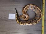 Python curtus brongersmai, Dieren en Toebehoren, Slang, 0 tot 2 jaar