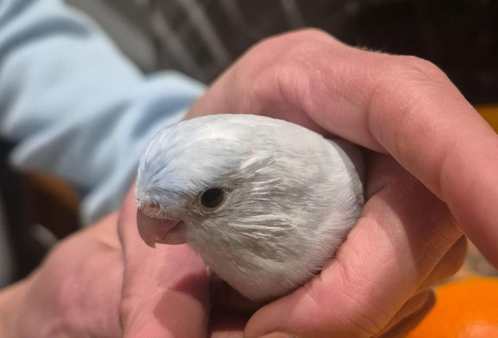 Jonge baby forpus, vrouwtje., Geslacht onbekend, Dwergpapegaai of Agapornis