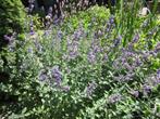 Vaste tuinplant Kattenkruid Nepeta Six Hill Giants, Tuin en Terras, Planten | Tuinplanten, Ophalen, Bodembedekkers, Volle zon