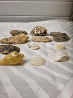 schelpen verschillende, Huis en Inrichting, Woonaccessoires | Overige, Ophalen of Verzenden