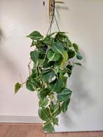 Philodendron Scandens - Heartleaf Philodendron / Hangplant, Ophalen, Overige soorten, Halfschaduw, Minder dan 100 cm