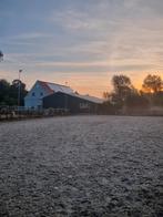 Pensionstal Zwartewaal, Dieren en Toebehoren, Stalling en Weidegang, Weidegang, 2 of 3 paarden of pony's